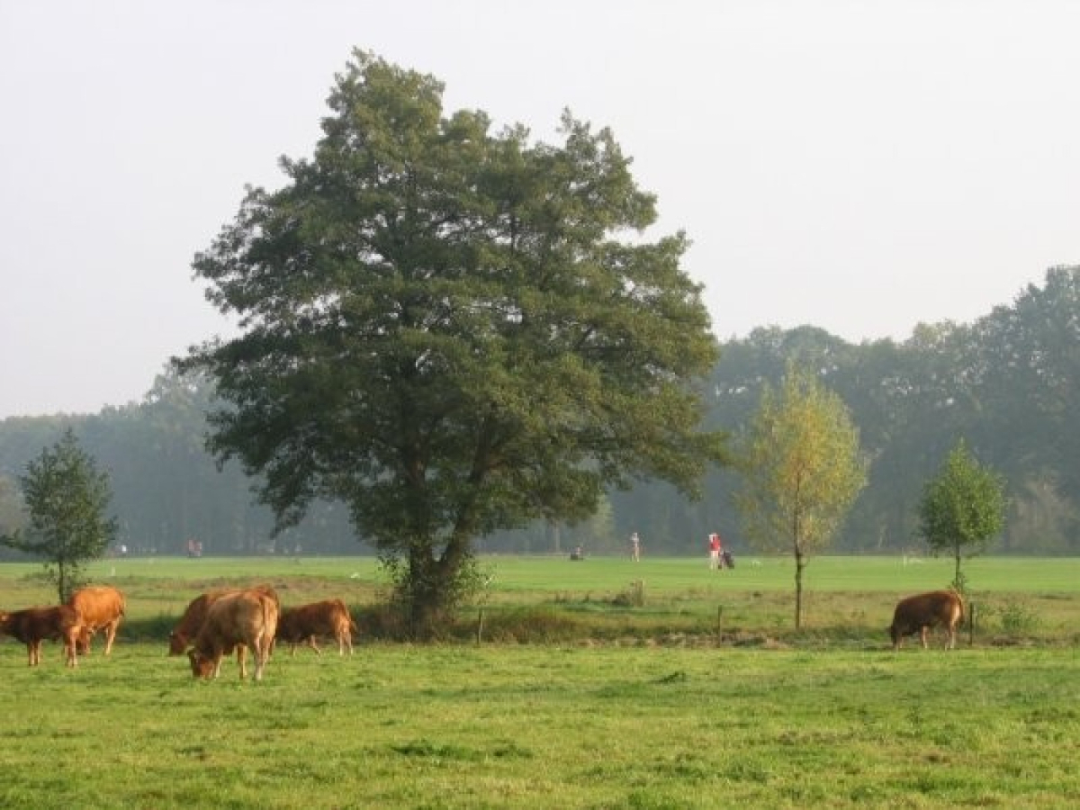 Vakantieboerderij in Hengelo-Gld voor 8 personen foto 12