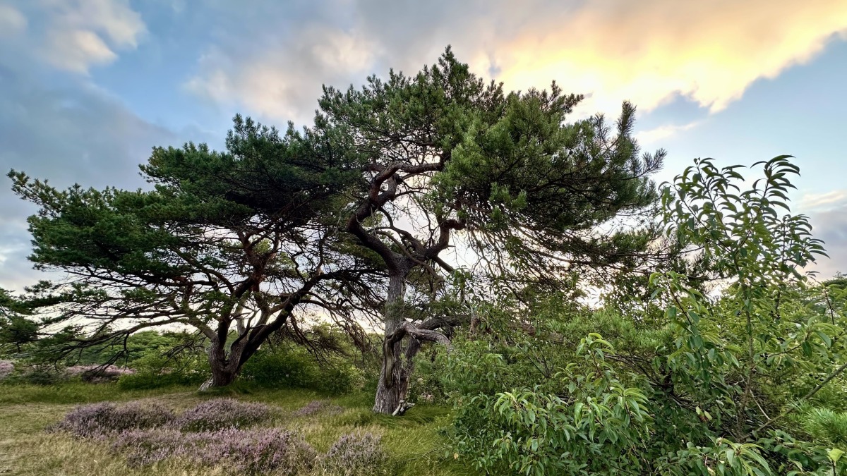 Recreatiewoning in Schoorl voor 6 personen foto 7