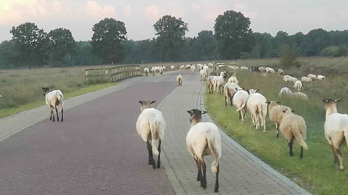 dg367
