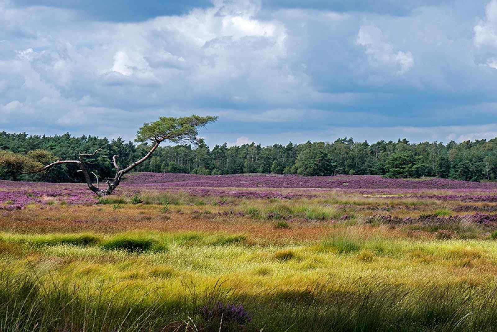 Recreatiepark De Veldkamp photo 5