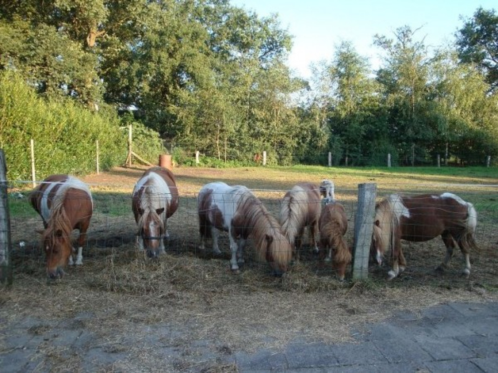 Camping Slutkeboer